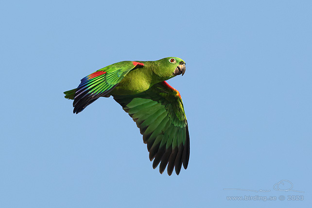 YELLOW-CROWNED AMAZON (Amazona ochrocephala) - stor bild / full size