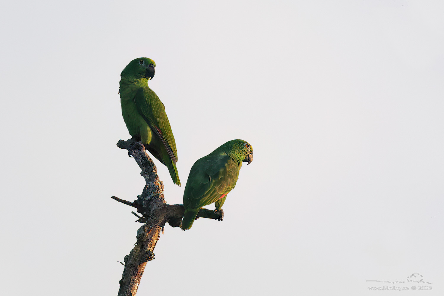 YELLOW-CROWNED AMAZON (Amazona ochrocephala) - Stäng / close