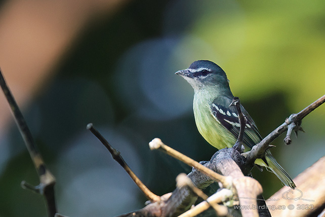 YELLOW-CROWNED TYRANNULET (Tyrannulus elatus) - Stäng / close
