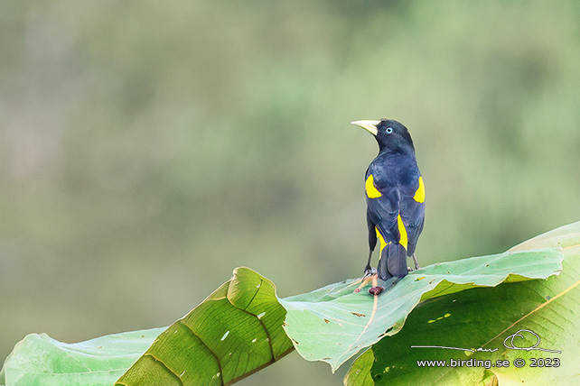 YELLOW-RUMPED CACIQUE (Cacicus cela) - stor bild / full size