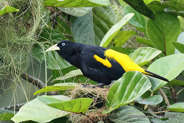 YELLOW-RUMPED CACIQUE (Cacicus cela) - stor bild / full size