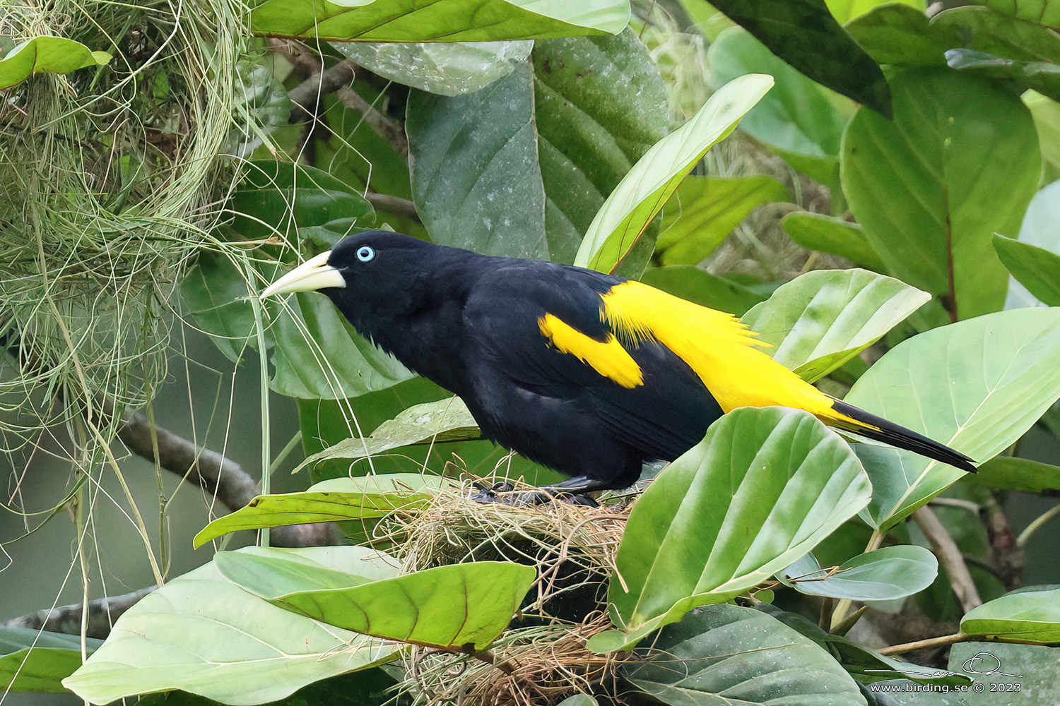 YELLOW-RUMPED CACIQUE (Cacicus cela) - Stäng / close
