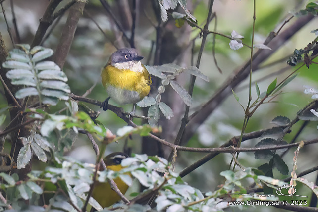YELLOW-THROATED CHLOROSPINGUS (Chlorospingus flavigularis) - Stäng / close