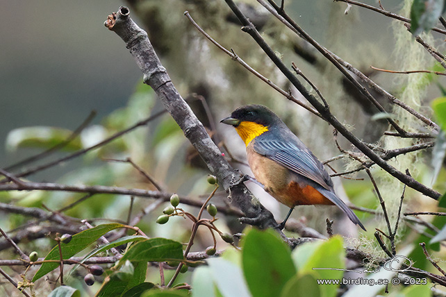 YELLOW-THROATED TANAGER (Iridosornis analis) - Stäng / close