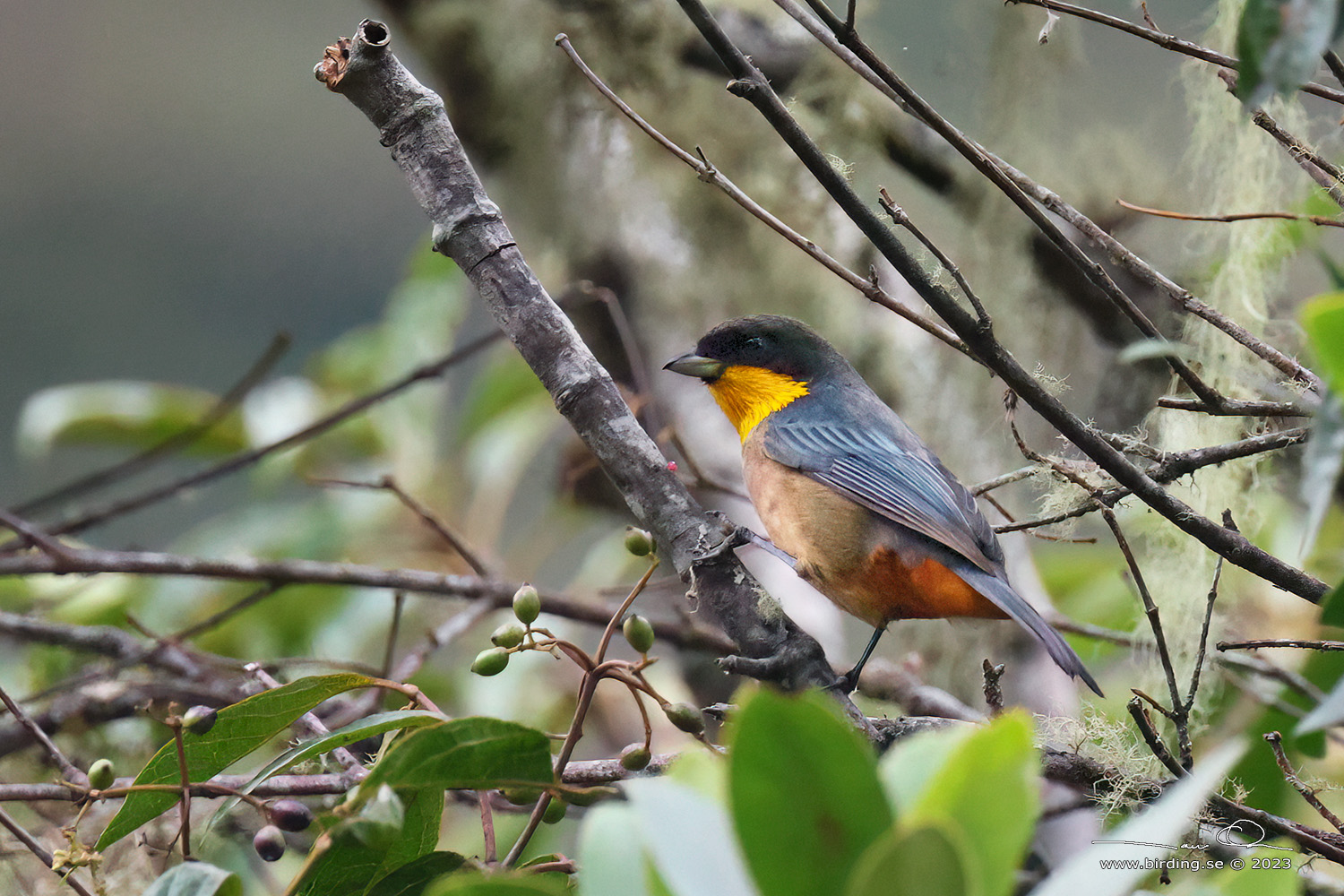 YELLOW-THROATED TANAGER (Iridosornis analis) - Stäng / close
