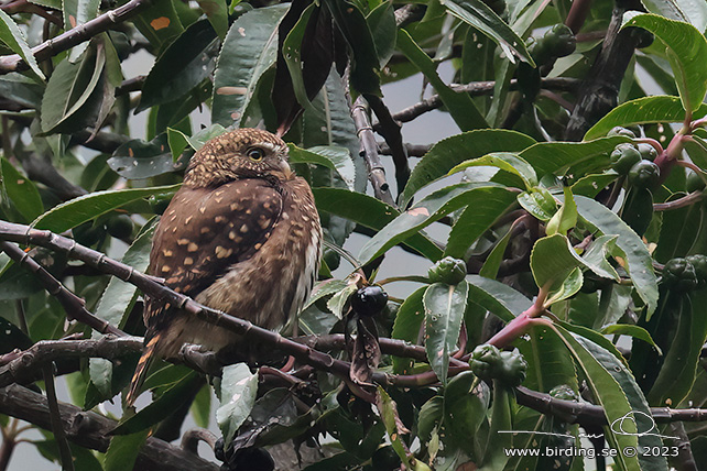 YUNGAS PYGMY OWL (Glaucidium bolivianum) - Stäng / close