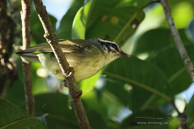 YUNGAS WARBLER (Basileuterus punctipectus) - Stäng / close