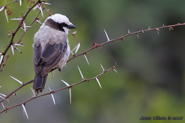 SOUTHERN WHITE-CROWNED SHRIKE (Eurocephalus anguitimens)