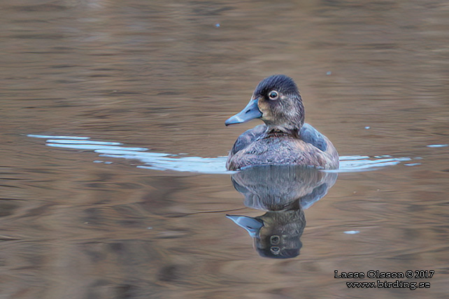 RINGAND / RING-NECKED DUCK (Aythya collaris)