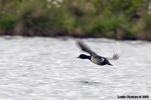 RINGAND / RING-NECKED DUCK (Aythya collaris)