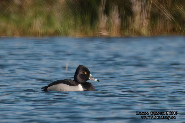 RINGAND / RING-NECKED DUCK (Aythya collaris)