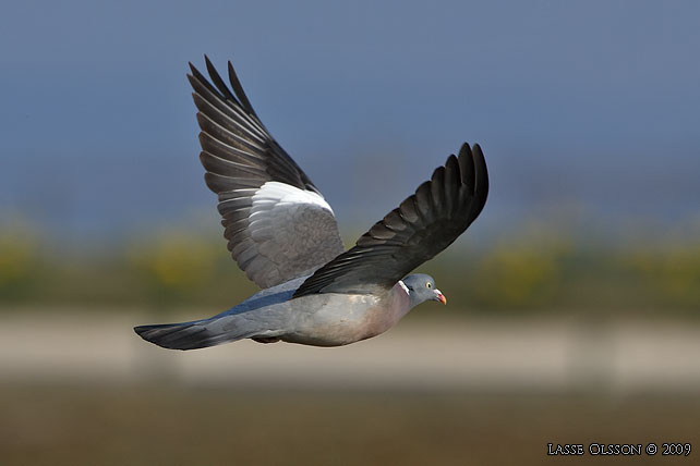 RINGDUVA / COMMON WOOD PIGEON (Columba palumbus) - Stor bild / full size