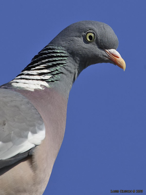 RINGDUVA / COMMON WOOD PIGEON (Columba palumbus) - Stng / Close