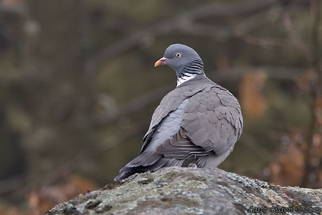 RINGDUVA / COMMON WOOD PIGEON (Columba palumbus)