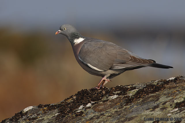 RINGDUVA / COMMON WOOD PIGEON (Columba palumbus) - Stor bild / full size