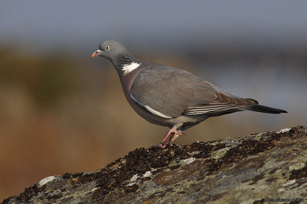 RINGDUVA / COMMON WOOD PIGEON (Columba palumbus) - Stng / Close