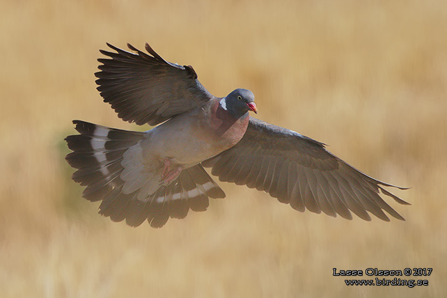 RINGDUVA / COMMON WOOD PIGEON (Columba palumbus) - Stor bild / full size