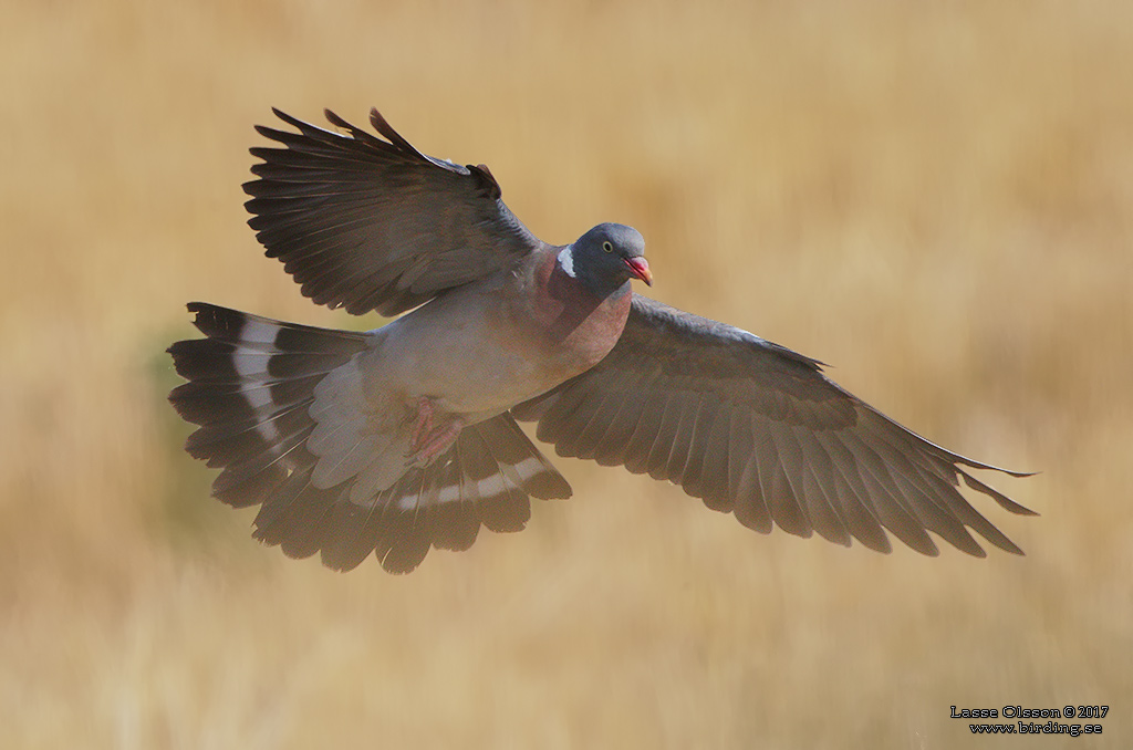 RINGDUVA / COMMON WOOD PIGEON (Columba palumbus) - Stng / Close