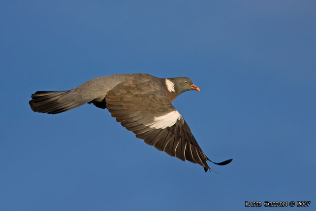 RINGDUVA / COMMON WOOD PIGEON (Columba palumbus) - Stor bild / full size