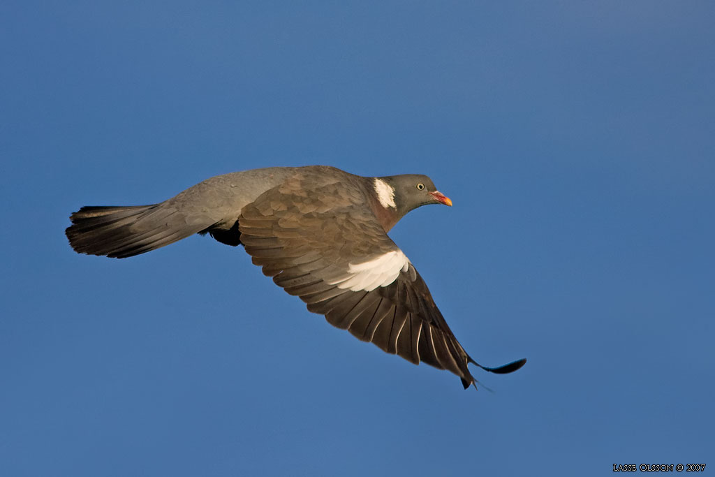 RINGDUVA / COMMON WOOD PIGEON (Columba palumbus) - Stng / Close