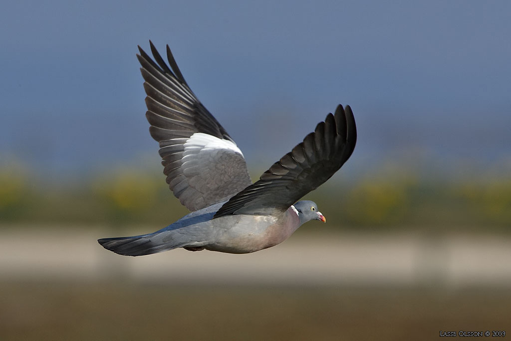 RINGDUVA / COMMON WOOD PIGEON (Columba palumbus) - Stng / Close