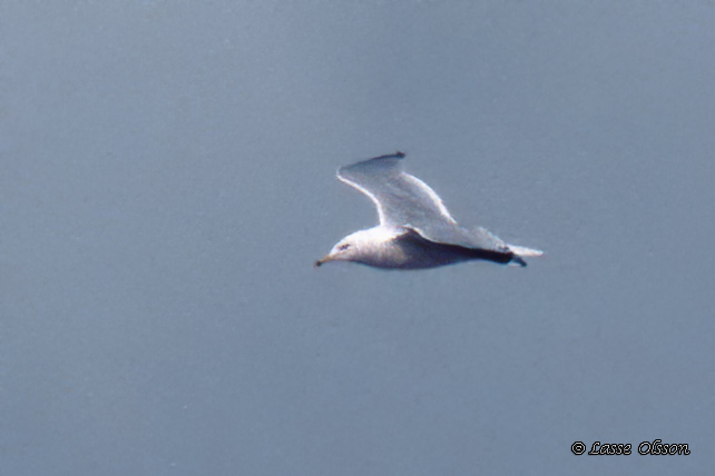 RINGNBBAD MS / RING-BILLED GULL (Larus delawarensis)