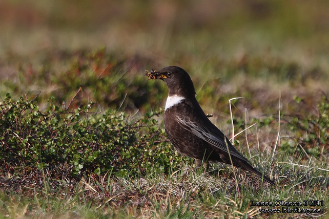 RINGTRAST / RING OUZEL (Turdus torquatus) - stor bild / full size