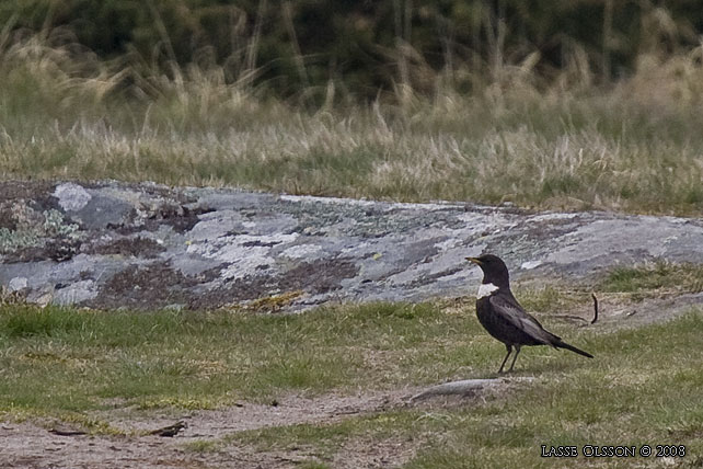 RINGTRAST / RING OUZEL (Turdus torquatus) - stor bild / full size