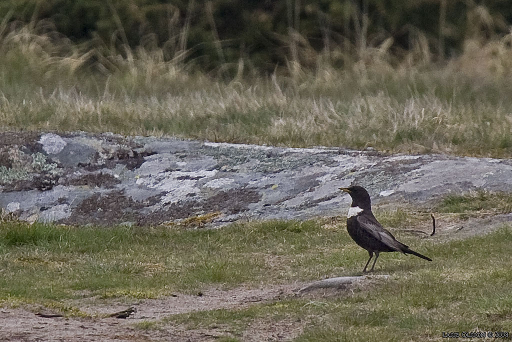 RINGTRAST / RING OUZEL (Turdus torquatus) - Stng / Close