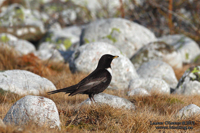 RINGTRAST / RING OUZEL (Turdus torquatus) - stor bild / full size