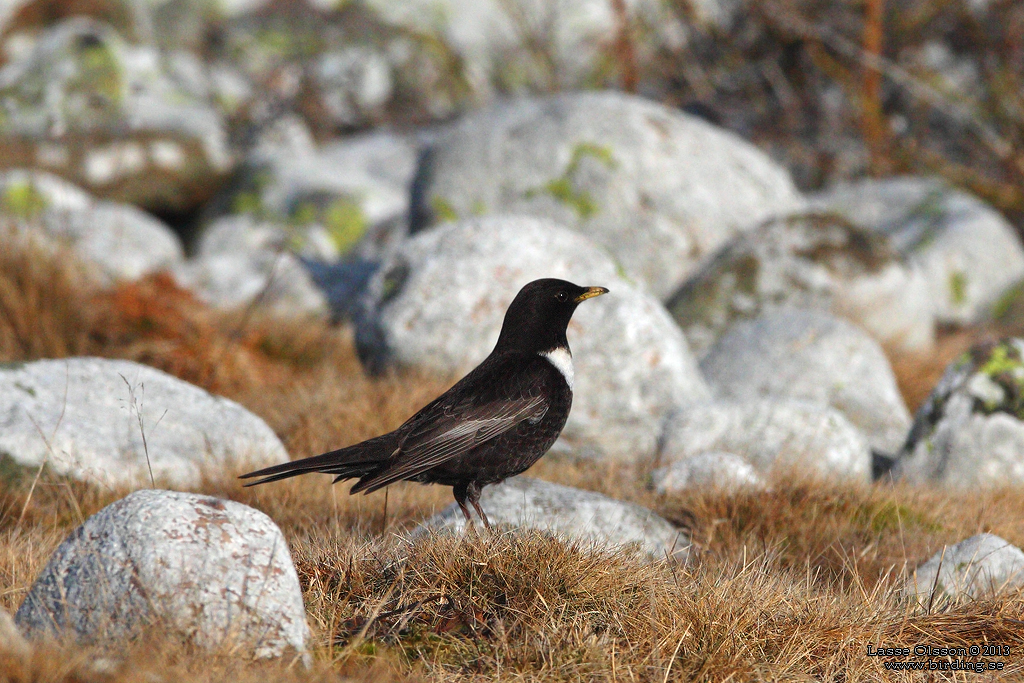 RINGTRAST / RING OUZEL (Turdus torquatus) - Stng / Close