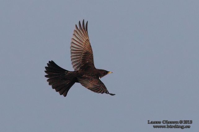 RINGTRAST / RING OUZEL (Turdus torquatus) - stor bild / full size