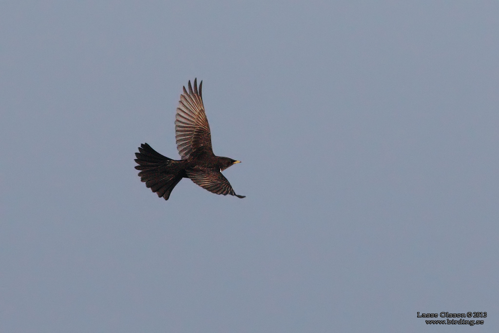 RINGTRAST / RING OUZEL (Turdus torquatus) - Stng / Close