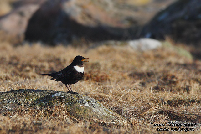 RINGTRAST / RING OUZEL (Turdus torquatus) - stor bild / full size