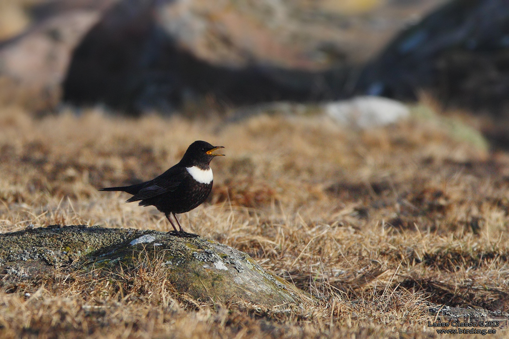 RINGTRAST / RING OUZEL (Turdus torquatus) - Stng / Close