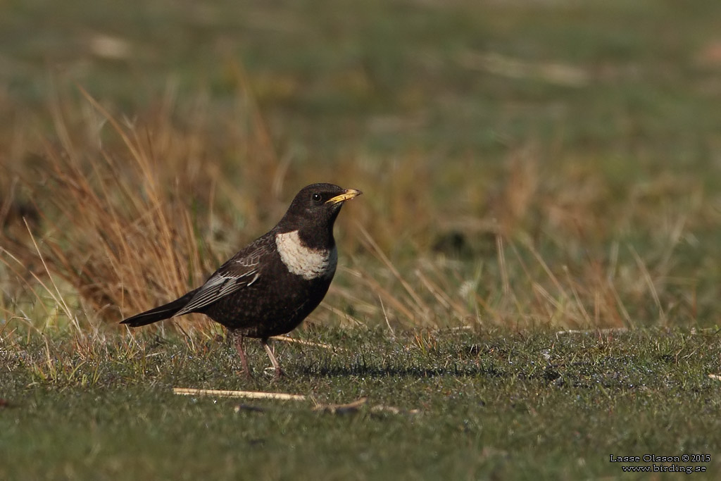 RINGTRAST / RING OUZEL (Turdus torquatus) - Stng / Close