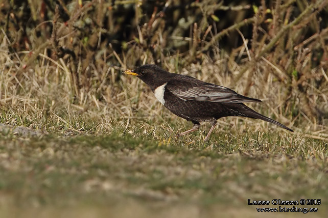 RINGTRAST / RING OUZEL (Turdus torquatus) - stor bild / full size