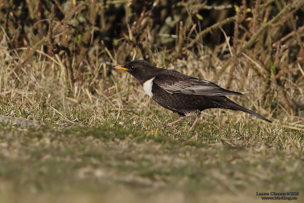 RINGTRAST / RING OUZEL (Turdus torquatus) - Stng / Close