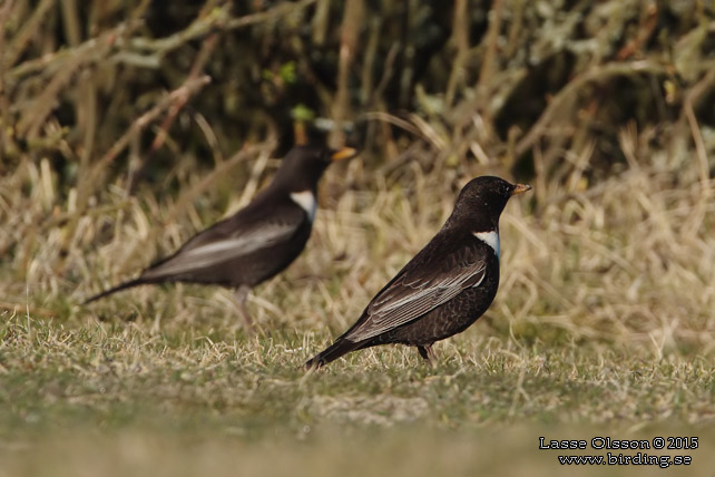 RINGTRAST / RING OUZEL (Turdus torquatus) - stor bild / full size