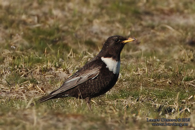 RINGTRAST / RING OUZEL (Turdus torquatus) - stor bild / full size