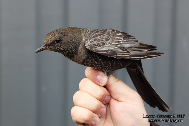 RINGTRAST / RING OUZEL (Turdus torquatus) - stor bild / full size