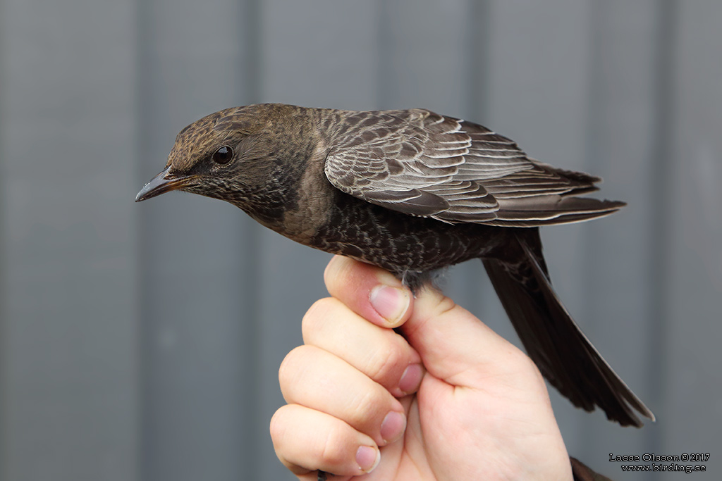 RINGTRAST / RING OUZEL (Turdus torquatus) - Stng / Close