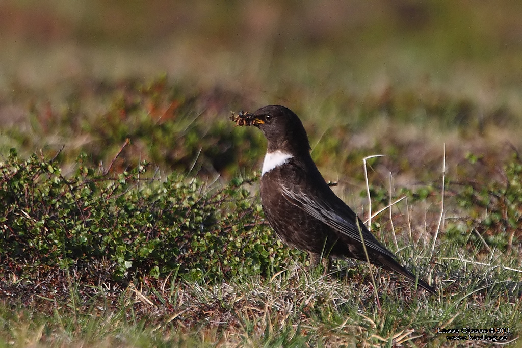 RINGTRAST / RING OUZEL (Turdus torquatus) - Stng / Close