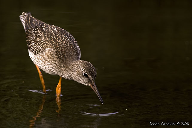 RDBENA / COMMON REDSHANK (Tringa totanus) - STOR BILD / FULL SIZE