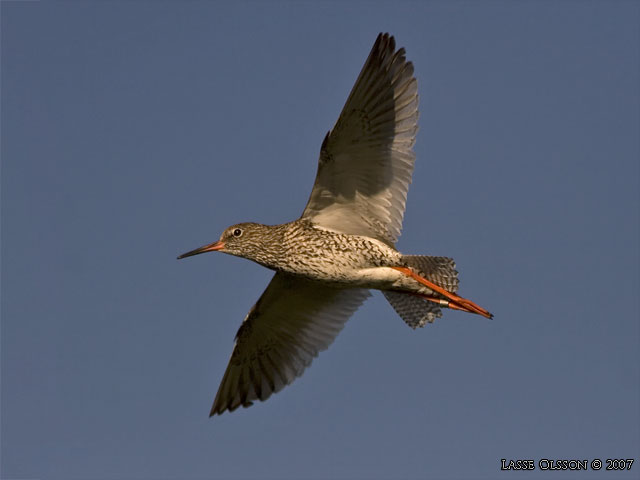 RDBENA / COMMON REDSHANK (Tringa totanus) - STOR BILD / FULL SIZE