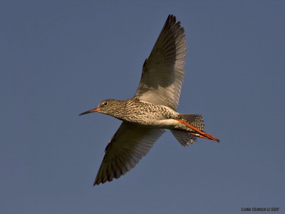 RDBENA / COMMON REDSHANK (Tringa totanus) - Stng / Close