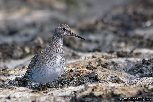 RDBENA / COMMON REDSHANK (Tringa totanus) - STOR BILD / FULL SIZE