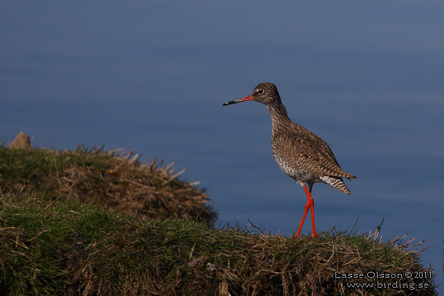 RÖDBENA / COMMON REDSHANK (Tringa totanus) - STOR BILD / FULL SIZE