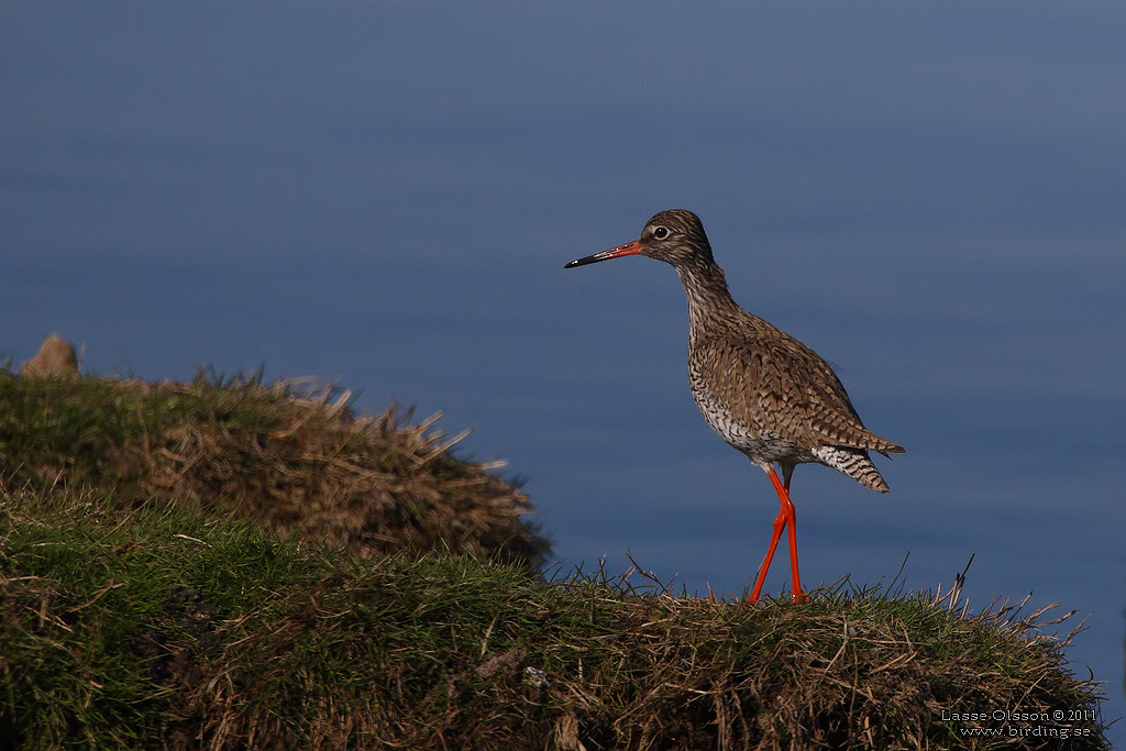 RDBENA / COMMON REDSHANK (Tringa totanus) - Stng / Close