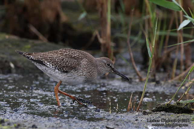 RÖDBENA / COMMON REDSHANK (Tringa totanus) - STOR BILD / FULL SIZE